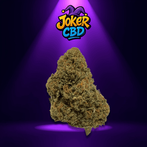 Cali White Shark