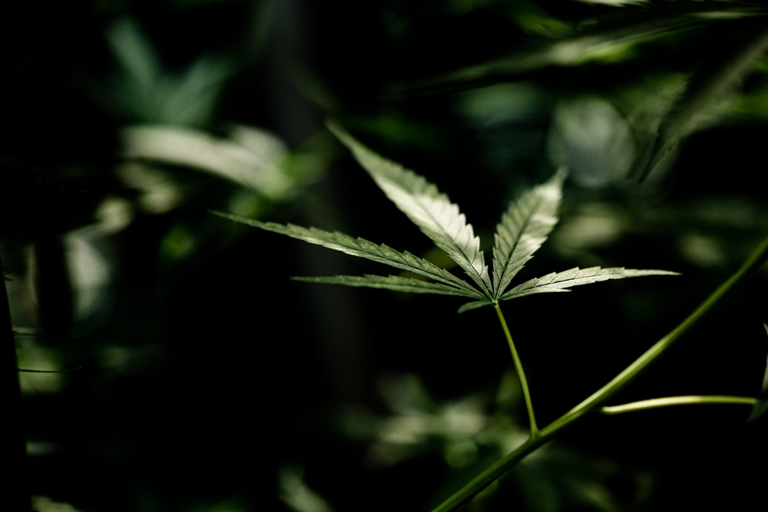 CBD à Bourges