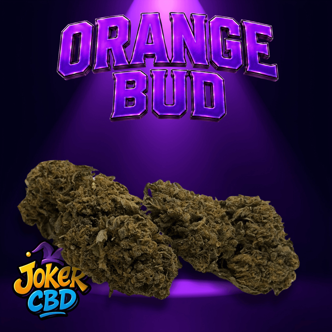 Orange Bud